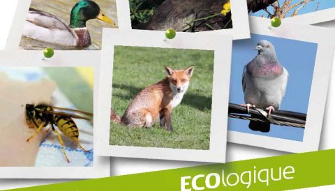 Couverture du magazine ECOlogique n°3 2010 Animaux en ville
